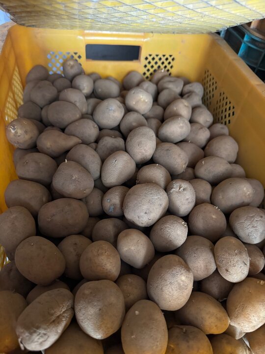  싹난 두백 감자 계란싸이즈 20kg  두백 감자 계란싸이즈 20kg 30박스가능  분나고 맛있는 두백감자 사진1