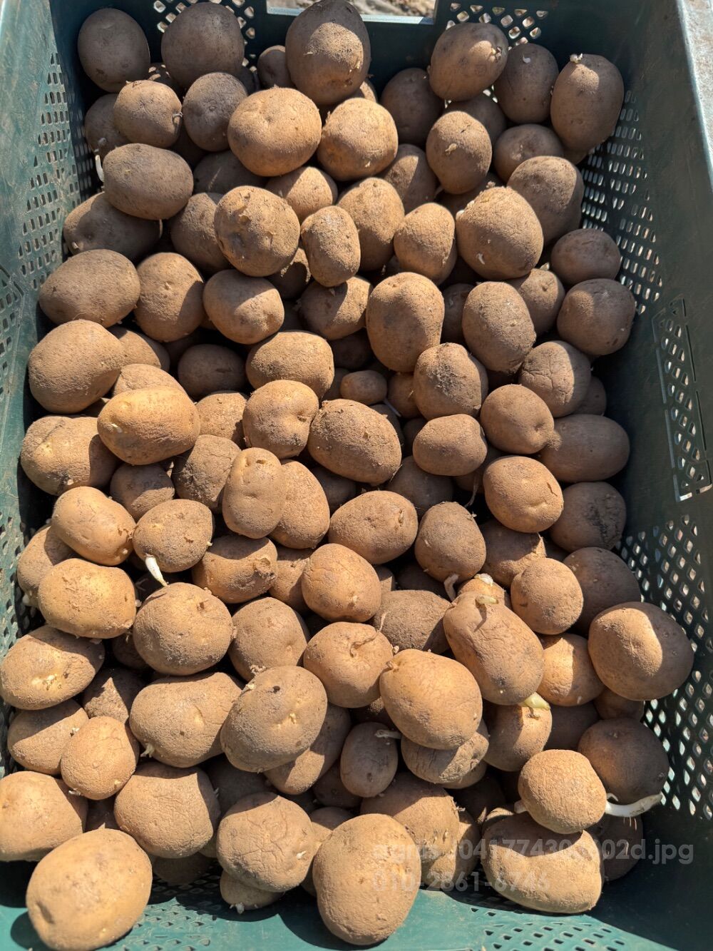  싹난 두백 감자 계란싸이즈 20kg  두백 감자 계란싸이즈 20kg 30박스가능  분나고 맛있는 두백감자 사진2