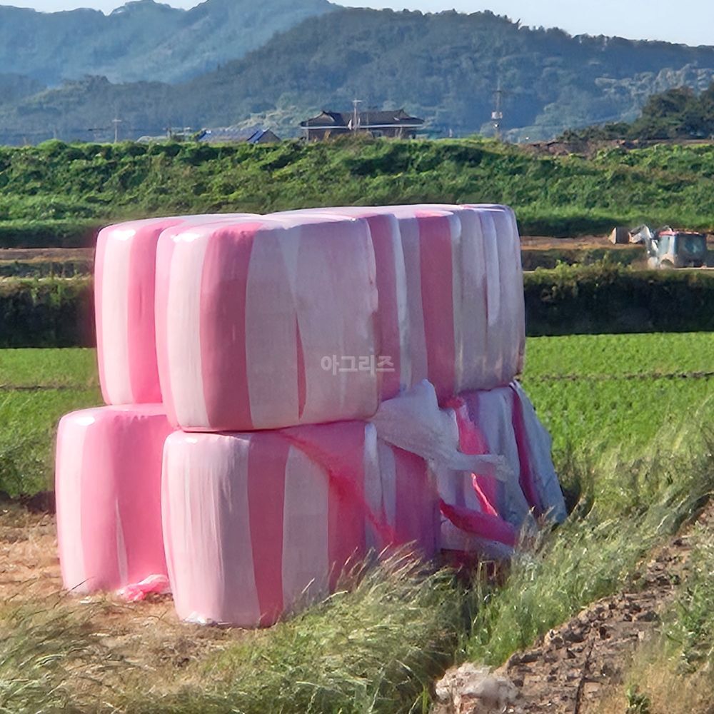    라이 사진2