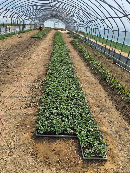   설향모종 설향모종 사진1