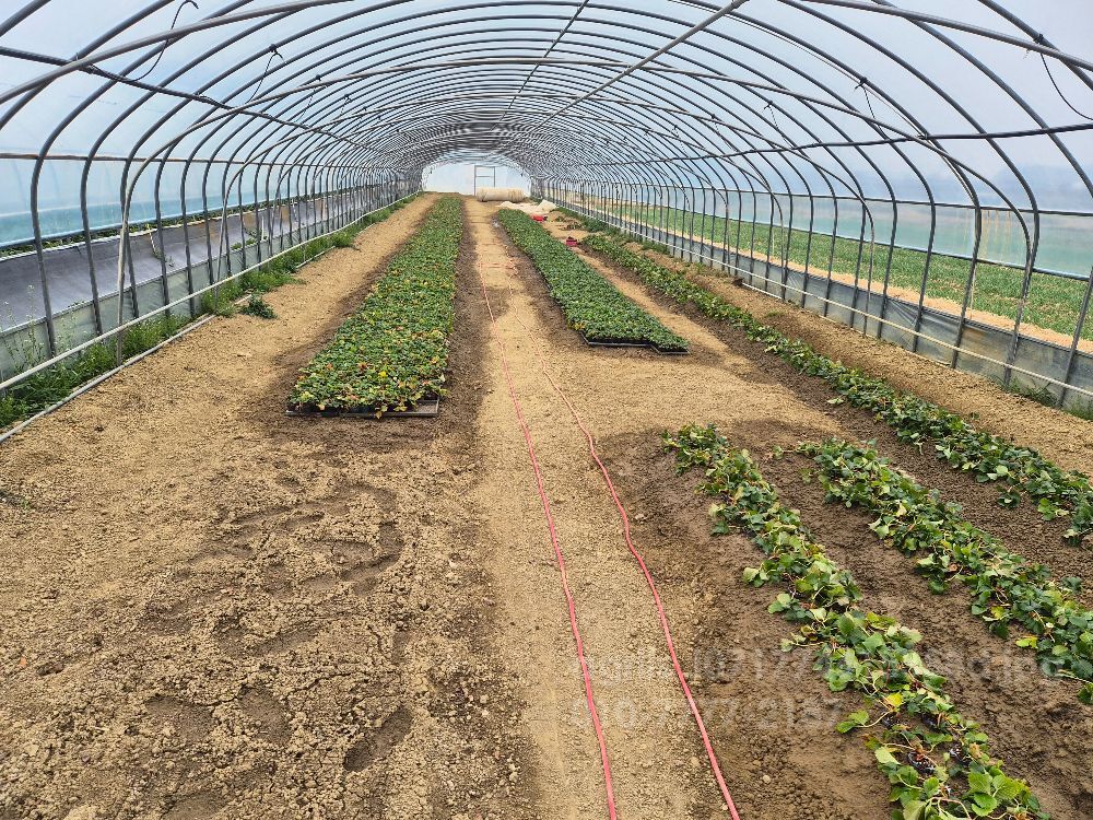   설향모종 설향모종 사진2