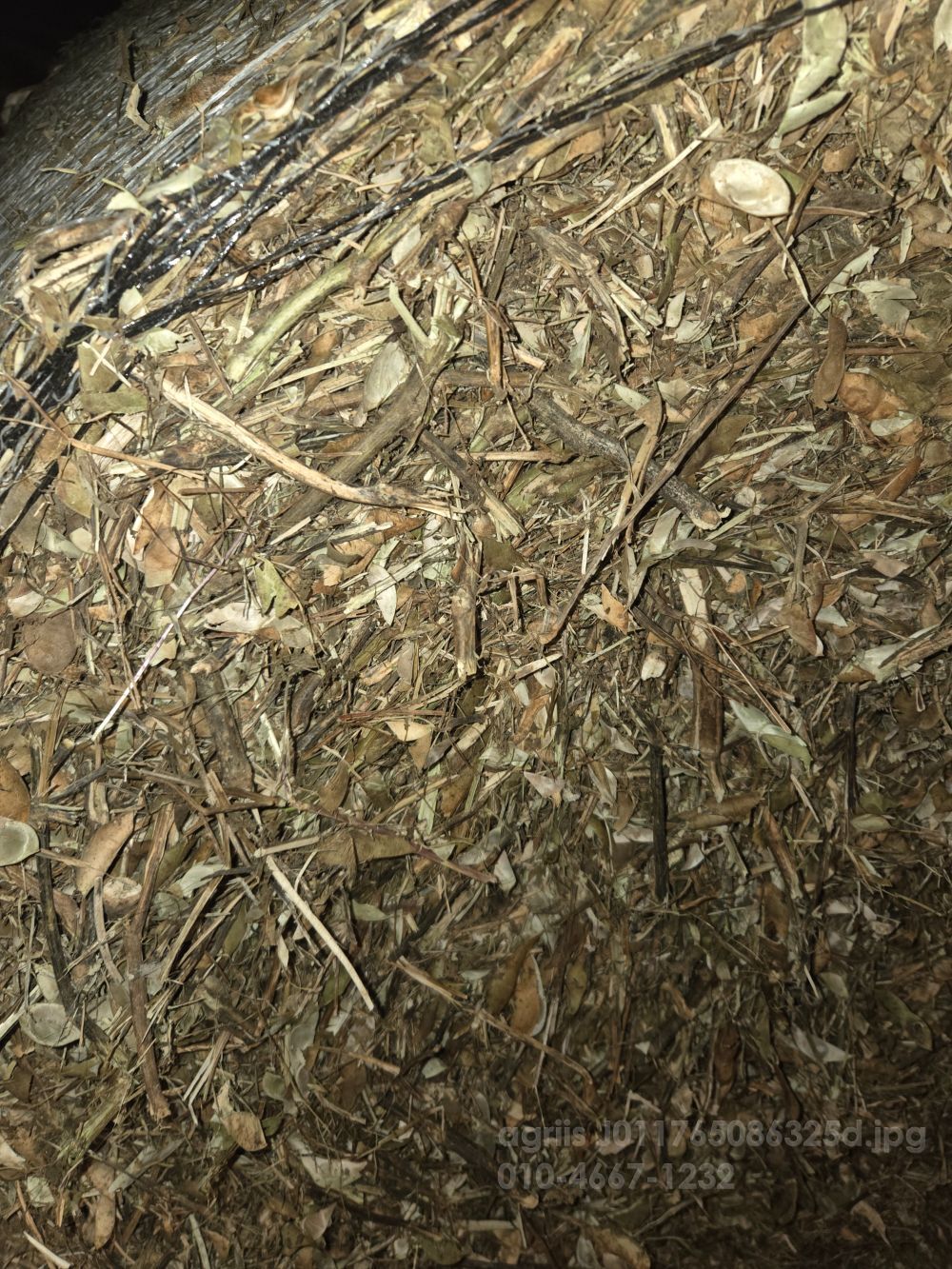  염소먹이 콩대 염소먹이콩대 뒤우측면