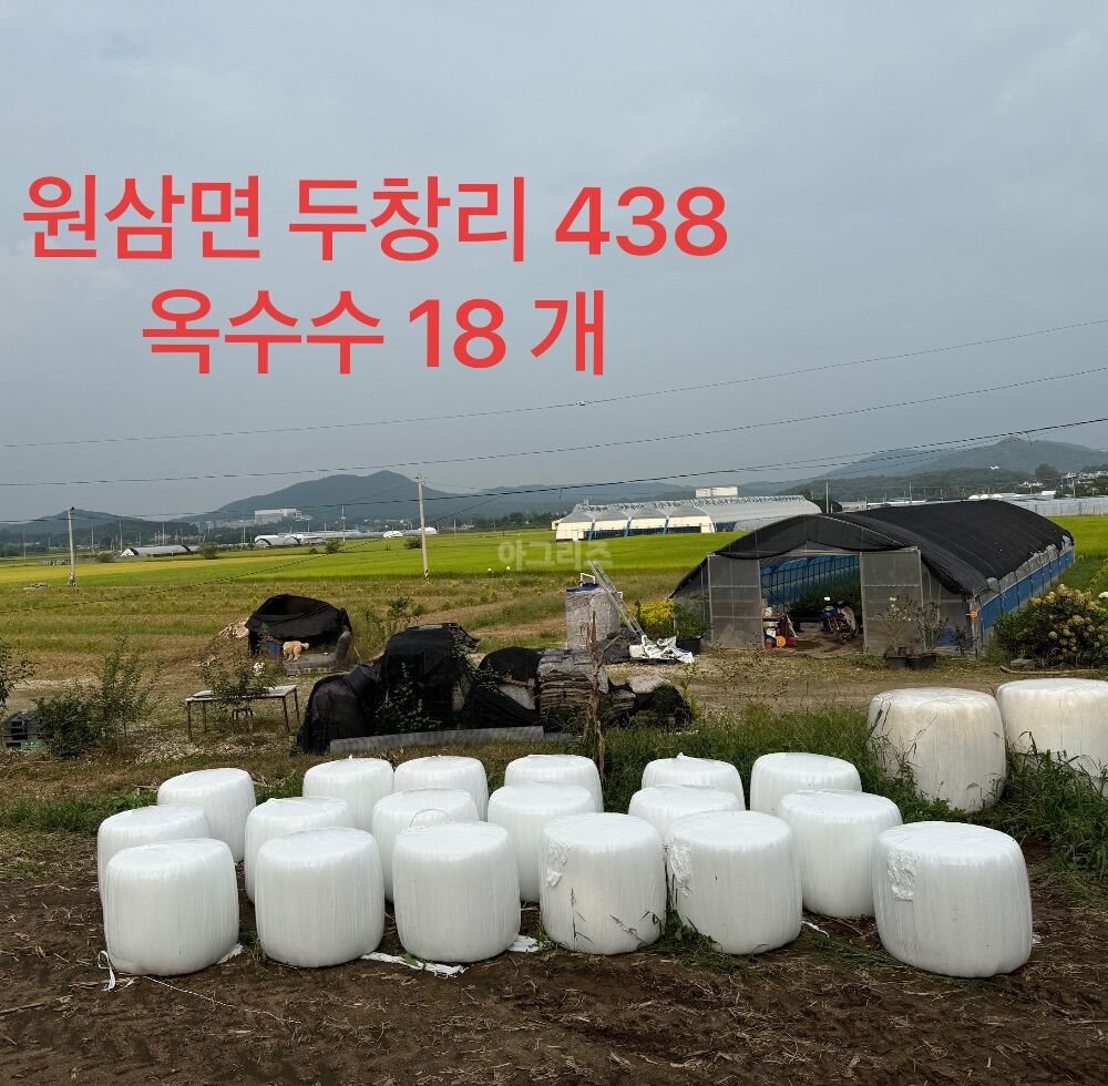 작년 25년도 옥수수 사일리지 옥수수 사일리지 옥수수 사일리지 뒤우측면