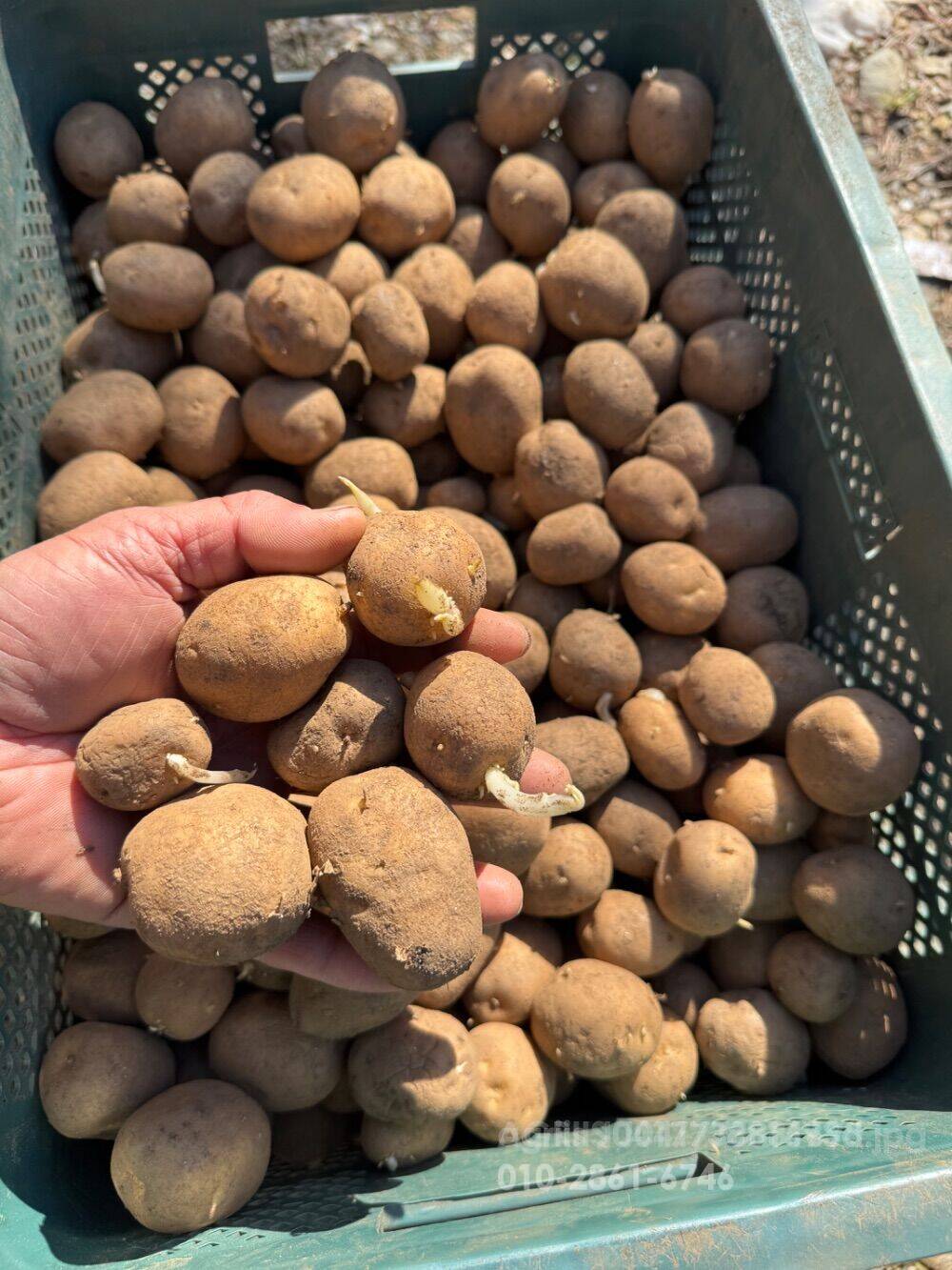  싹난 두백감자 소싸이즈 팝니다 20kg 25년산 싹난 두백감자 소싸이즈  앞좌측면