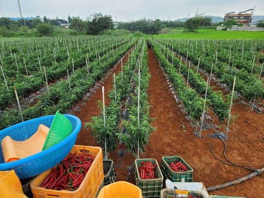 고추 지지대 파이프 고추 지지대 파이프 고추 지지대 파이프 앞좌측면
