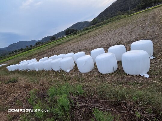  옥수수 옥수수  앞좌측면