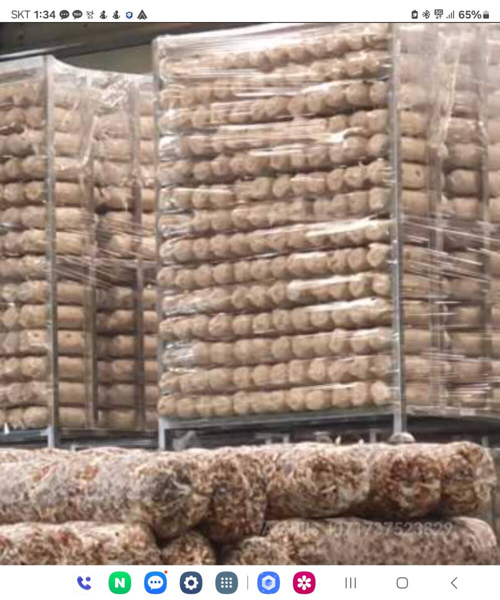  표고버섯외 각종버섯 배지대 미사용팔아요 표고버섯외 각종버섯 배지대 미사용팔아요  앞좌측면