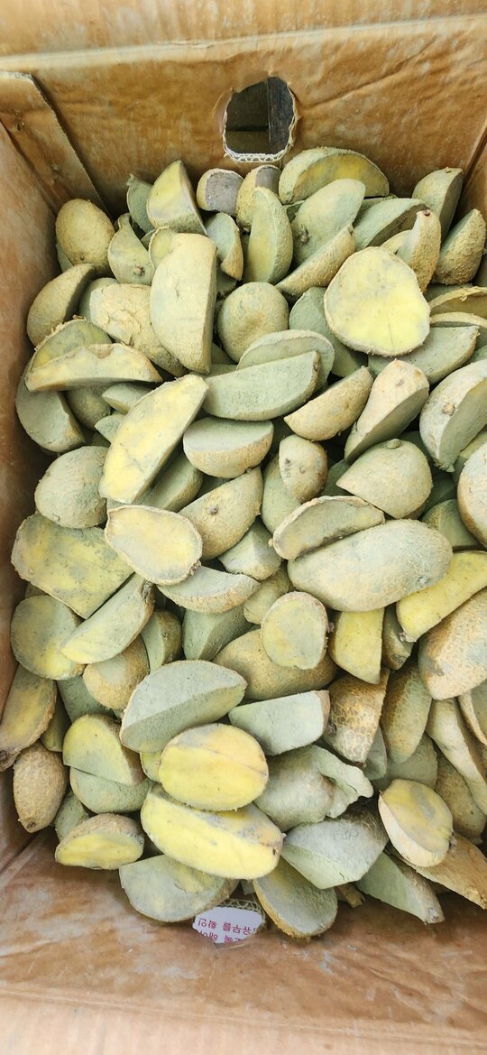  보급종조생감자 보급종조생감자  앞좌측면