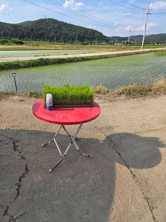 일품 일품육묘 벼 모 앞좌측면