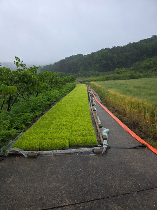  일품벼 일품벼 앞좌측면